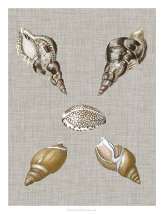 Shells on Linen IV