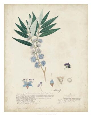 Delicate Blue Descubes I