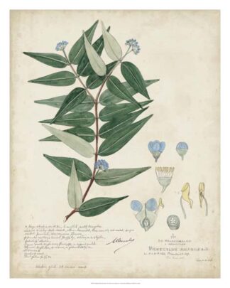 Delicate Blue Descubes II