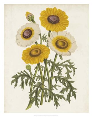 Vintage Garden Beauties III