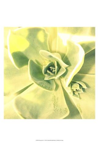 Succulent I