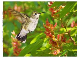 The Flower Dance VII