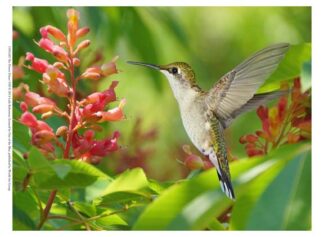 The Flower Dance VIII