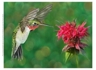 The Flower Dance XII