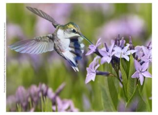 The Flower Dance XIII