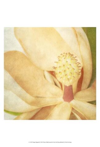 Vintage Magnolia II