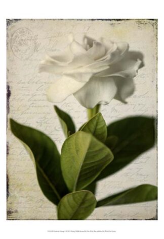 Gardenia Grunge I