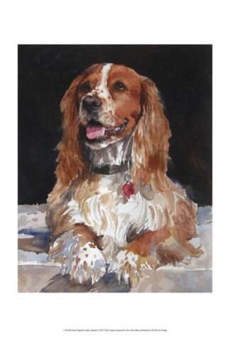 Jack English Cocker Spaniel