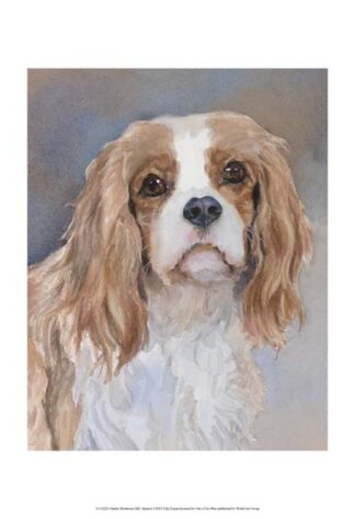 Charlie Blenheim CKC Spaniel