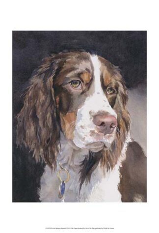 Lizzie Springer Spaniel