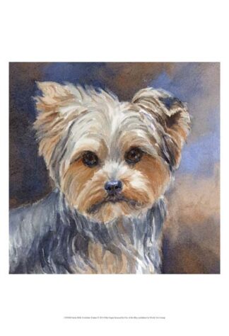 Sadie Belle Yorkshire Terrier