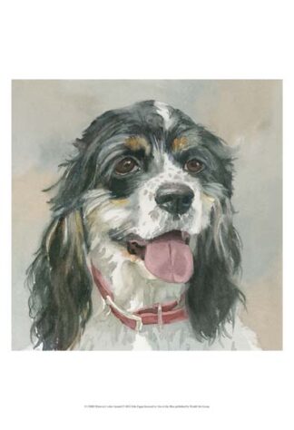 Winston Cocker Spaniel