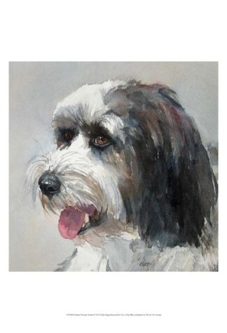 Harlan Tibetan Terrier