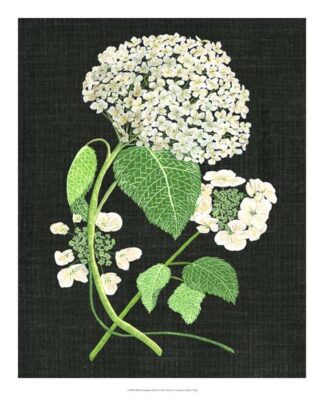 White Hydrangea Study II