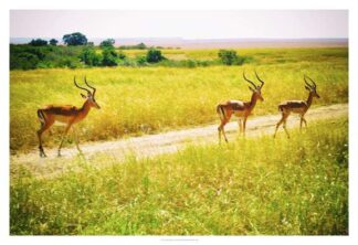 African Plains I
