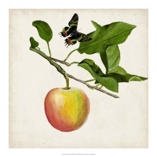 Fruit with Butterflies IV