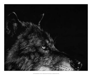 Scratchboard Wolf I