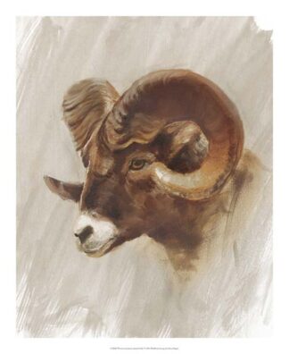 Western American Animal Study I