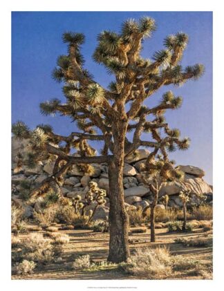 Views of Joshua Tree II