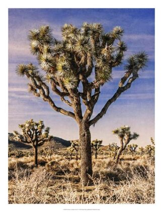 Views of Joshua Tree IV