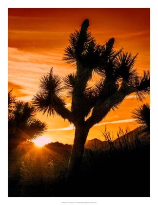 Views of Joshua Tree V