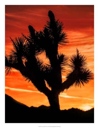 Views of Joshua Tree VI