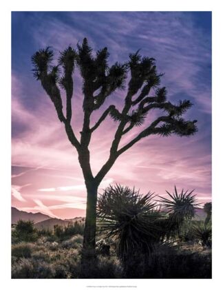 Views of Joshua Tree VII