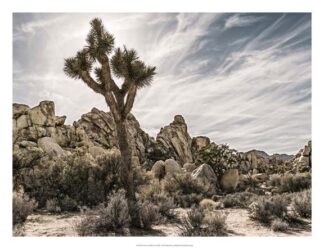 Views of Joshua Tree VIII