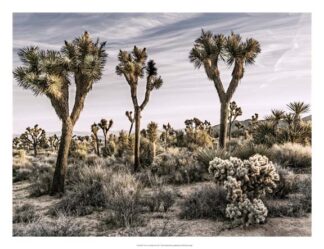 Views of Joshua Tree IX