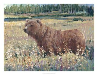 Bear in the Field