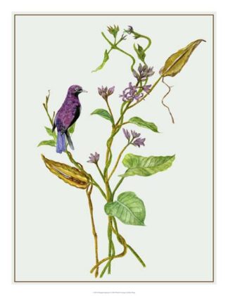 Metaplexis Japonica I