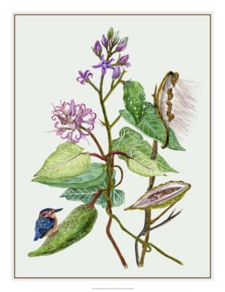 Metaplexis Japonica II