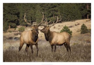 Elk Study IV