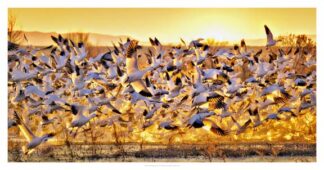 Birds of Bosque del Apache