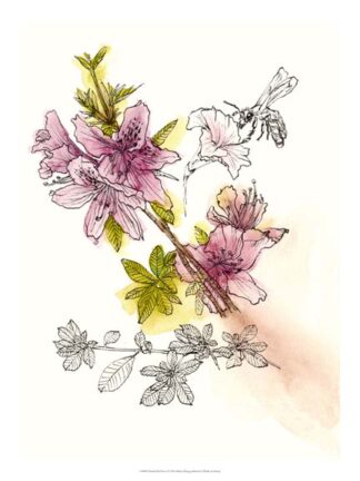 Floral Field Notes I