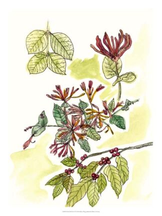 Floral Field Notes IV