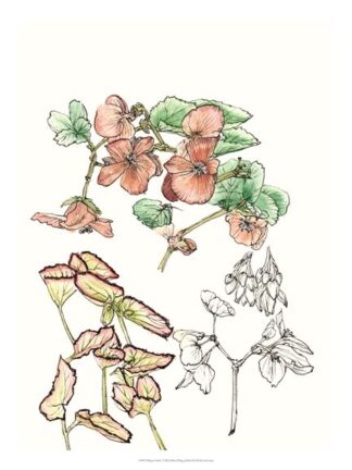 Begonia Study