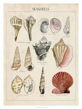 Seashell Sketch II
