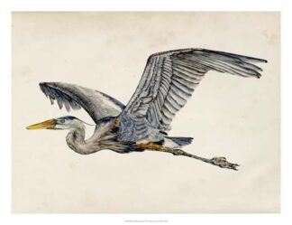 Blue Heron Rendering III