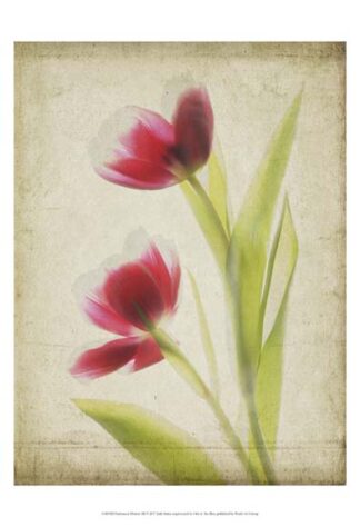 Parchment Flowers III