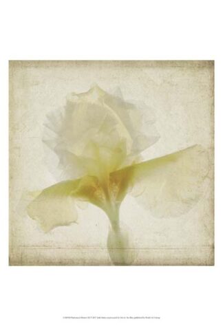 Parchment Flowers IX