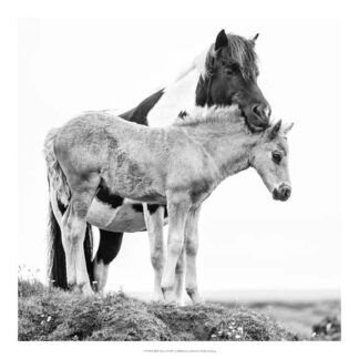 B&W Horses I