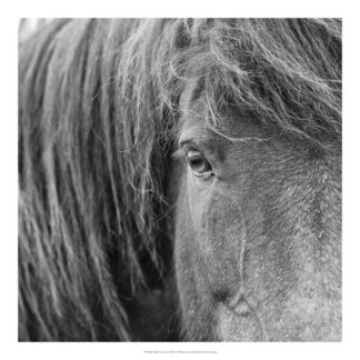 B&W Horses VI