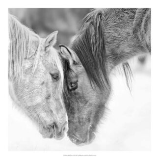B&W Horses VII