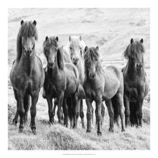 B&W Horses VIII