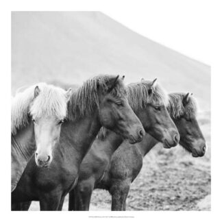 B&W Horses IX