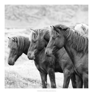 B&W Horses X