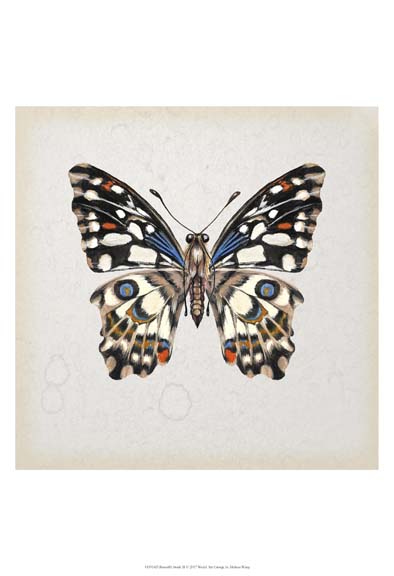 Butterfly Study II