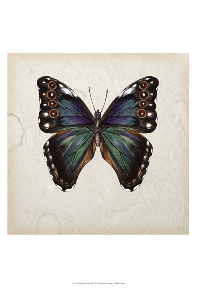 Butterfly Study III