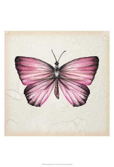 Butterfly Study IV